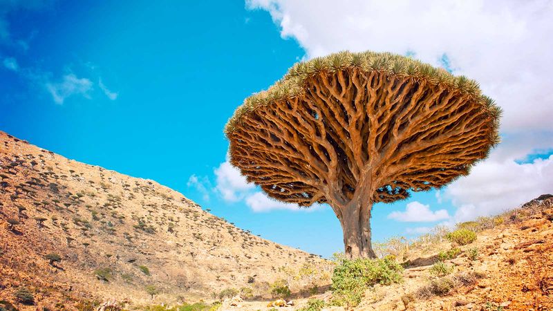 Dragon’s Blood Tree