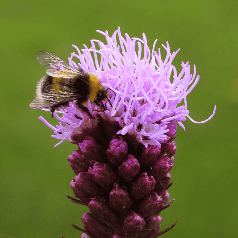 Liatris