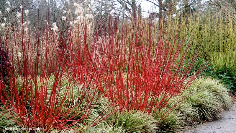 Dogwood (Cornus alba)