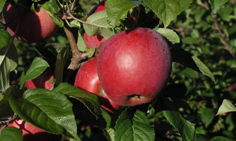 Standard Apple (non-dwarf)