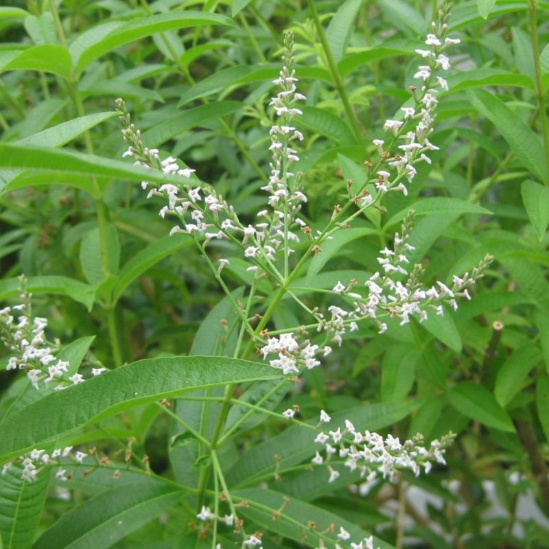 Lemon Verbena