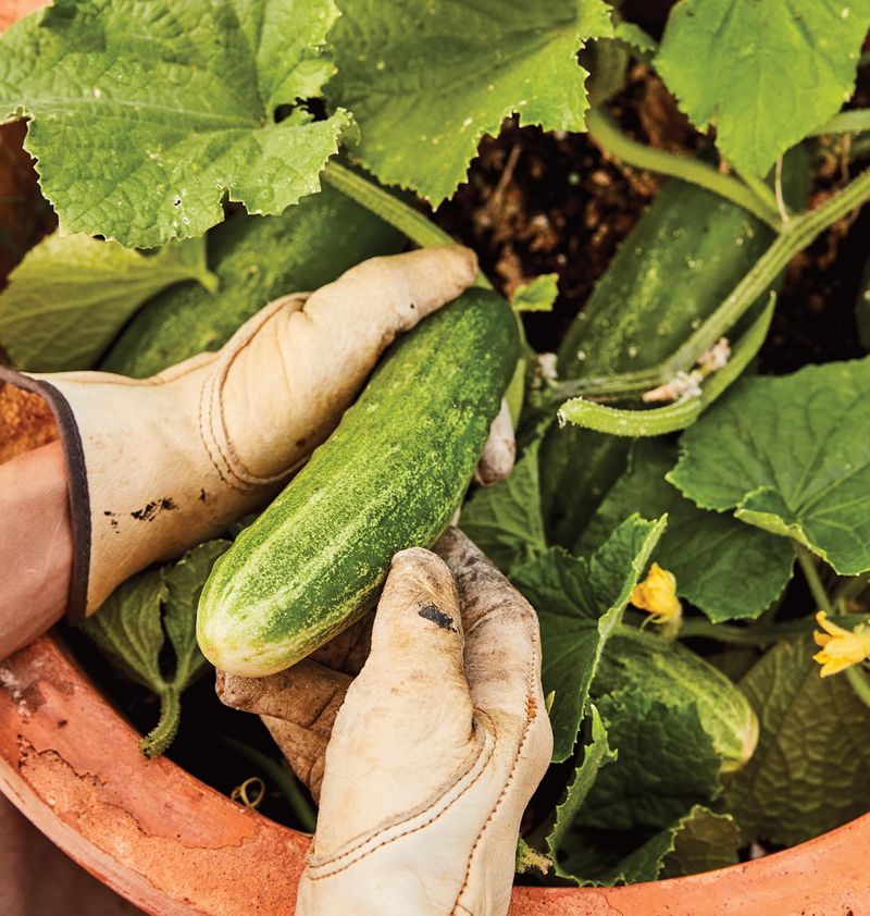 Dwarf Cucumber 'Bush Champion'
