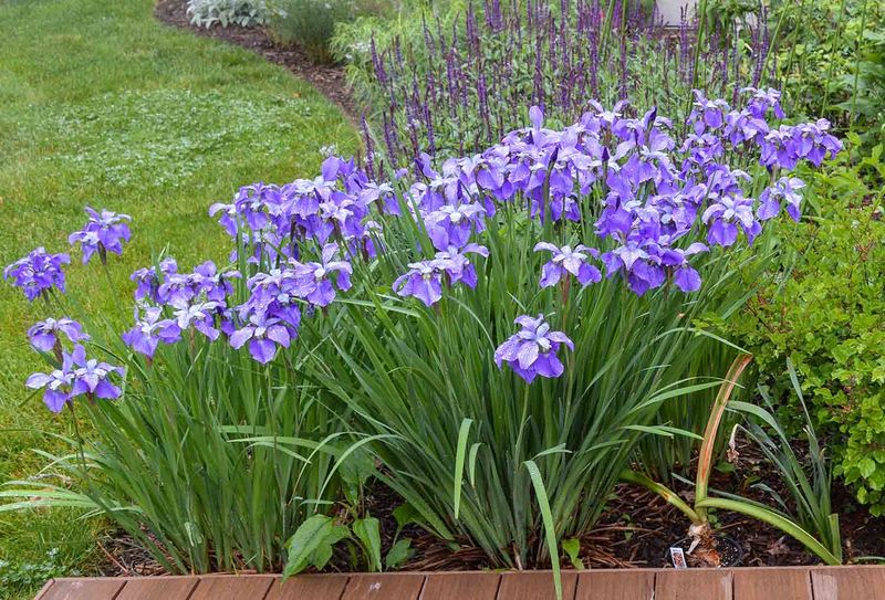 Siberian Iris