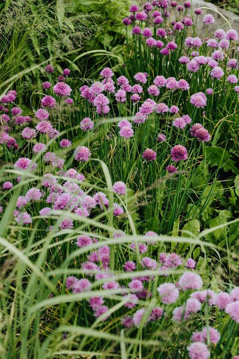 Chives