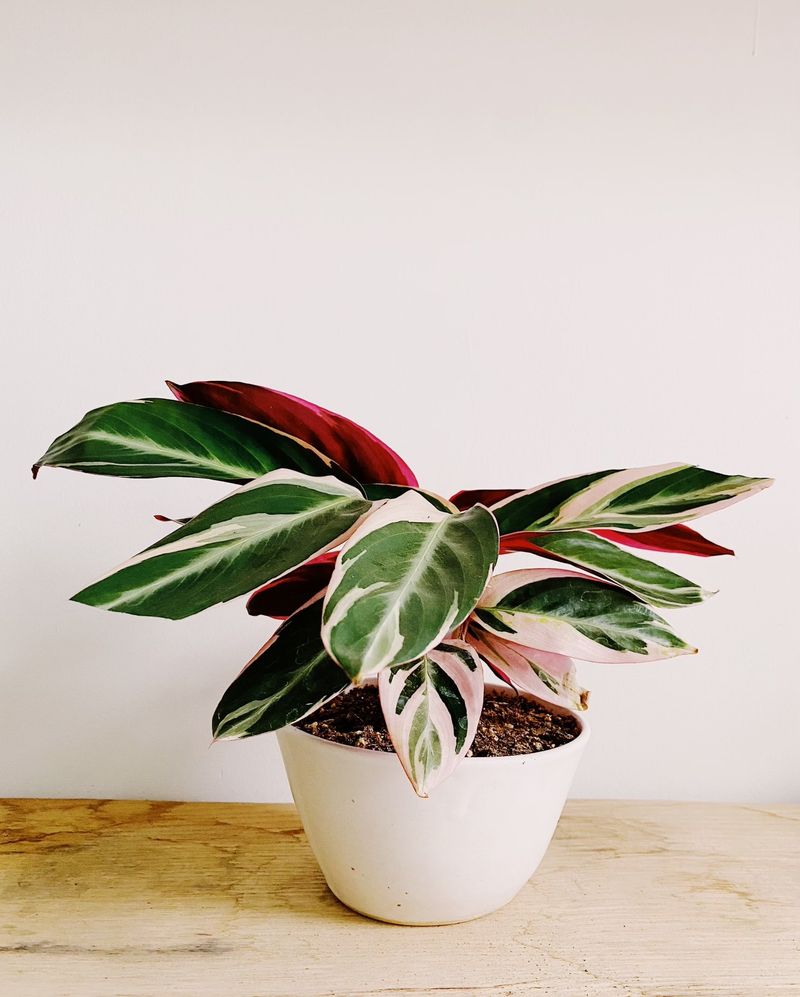 Calathea (Calathea spp.)