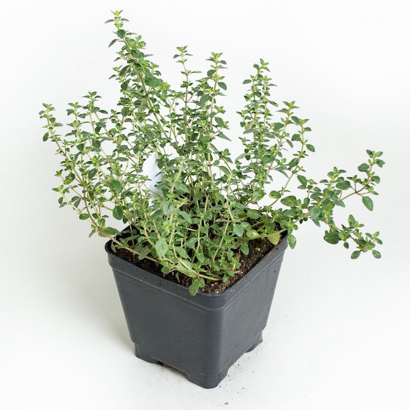 Thyme (Thymus vulgaris)