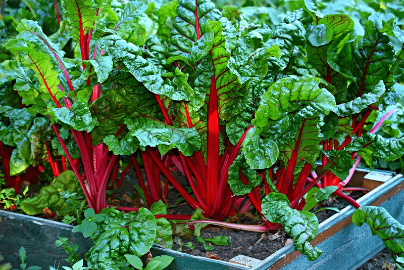 Swiss Chard (Beta vulgaris)