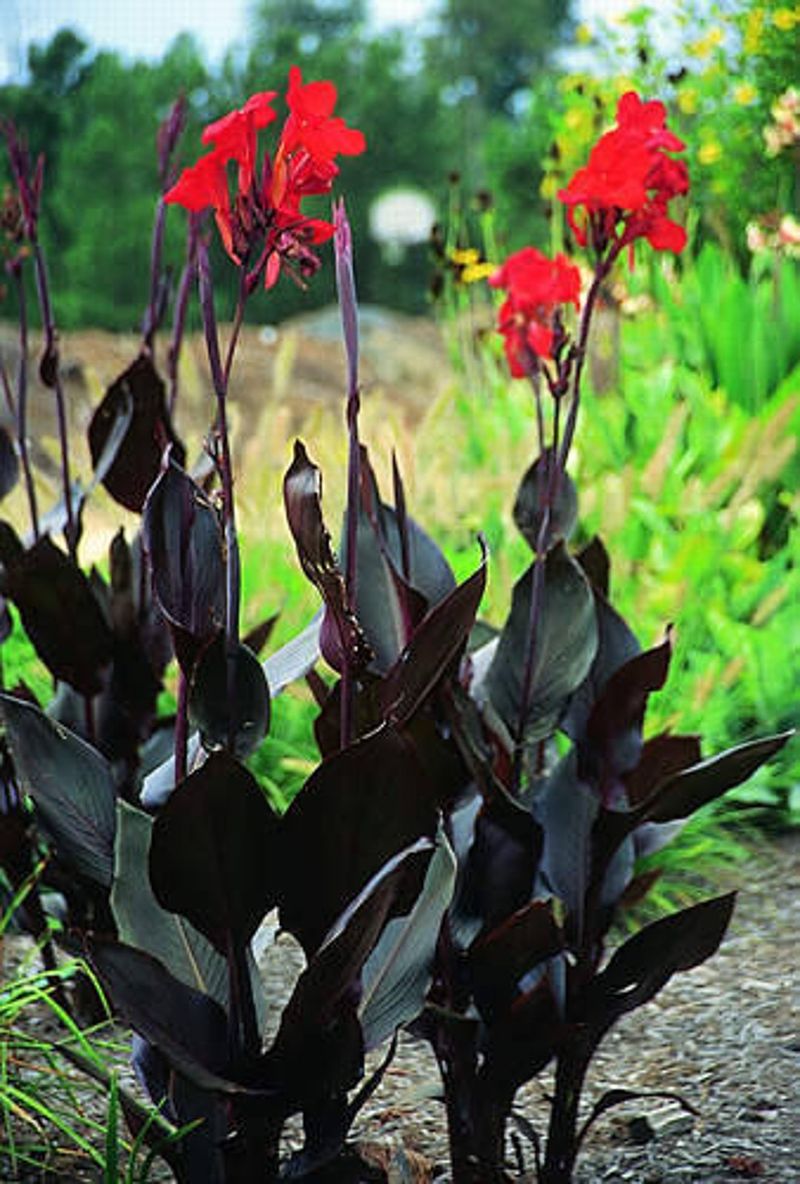 Canna ‘Black Knight’