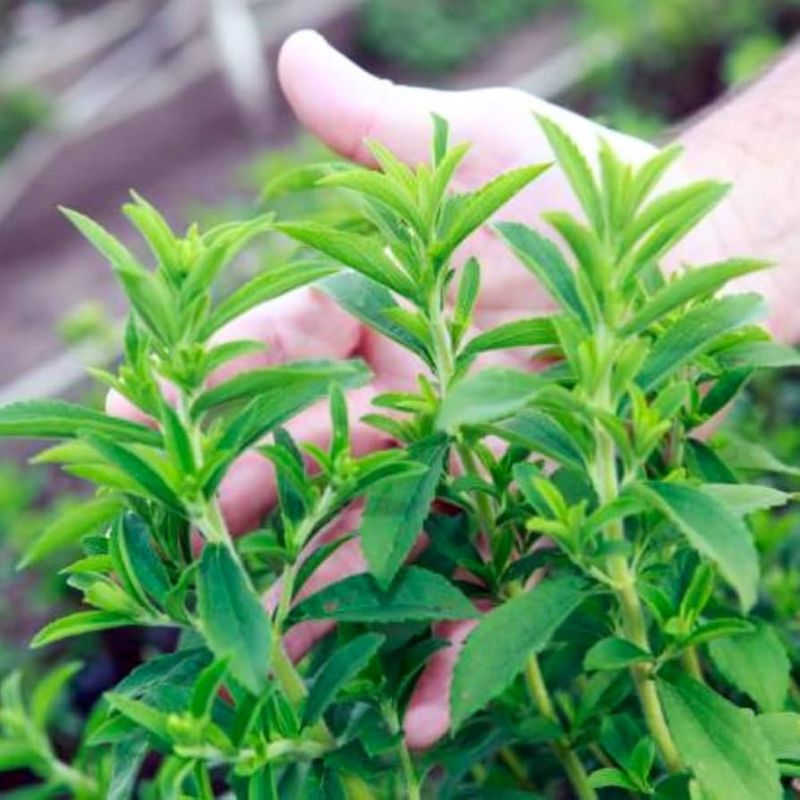 Stevia (Stevia rebaudiana)