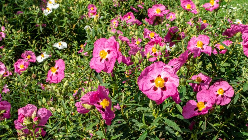 Cistus (Rock Rose)