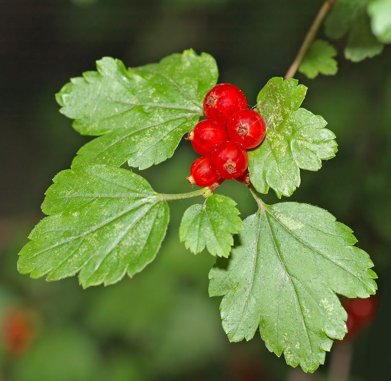 Alpine Currant (Ribes alpinum)
