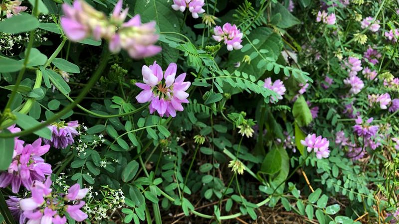 Crown Vetch