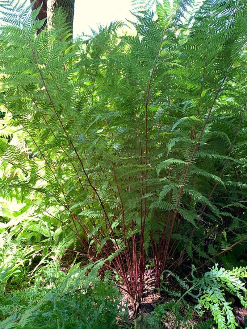 Lady Fern