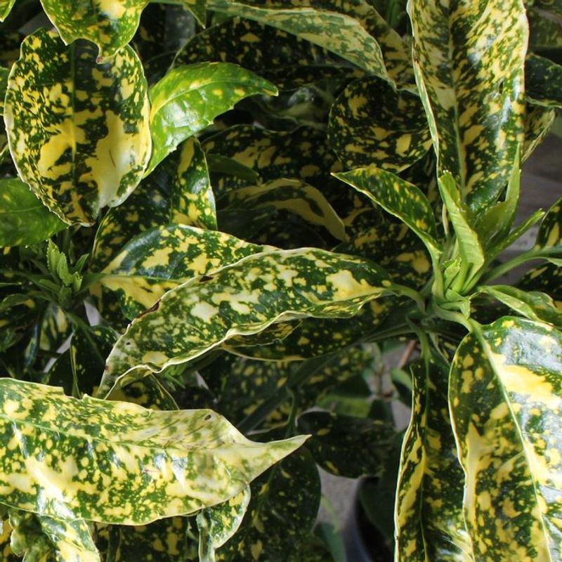 Spotted Laurel (Aucuba japonica)