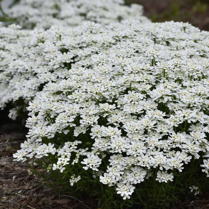 Candytuft (Iberis sempervirens)