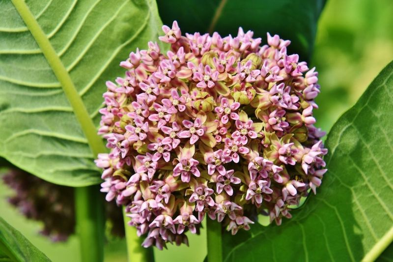 Native Plant Benefits