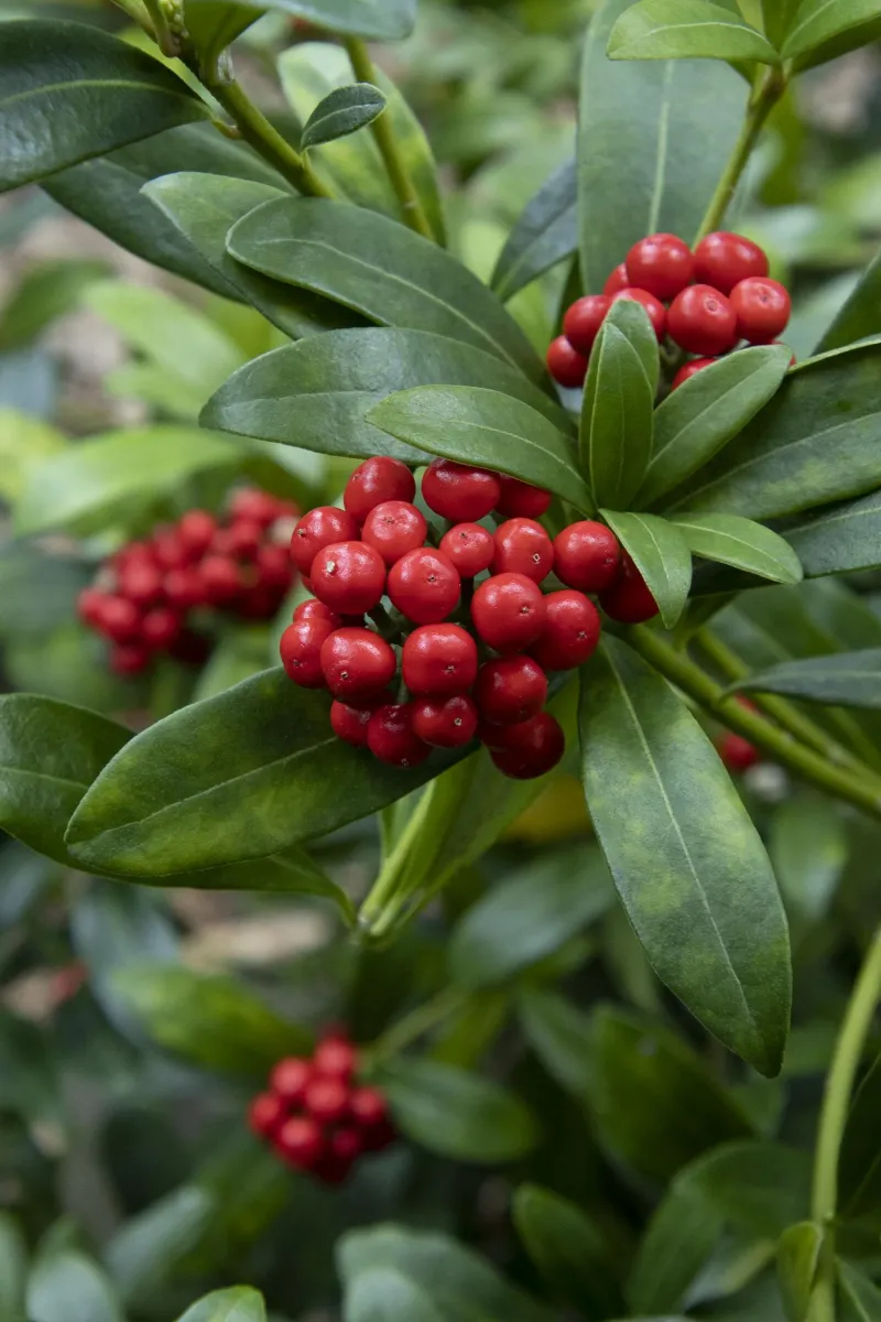 Japanese Skimmia (Skimmia japonica)