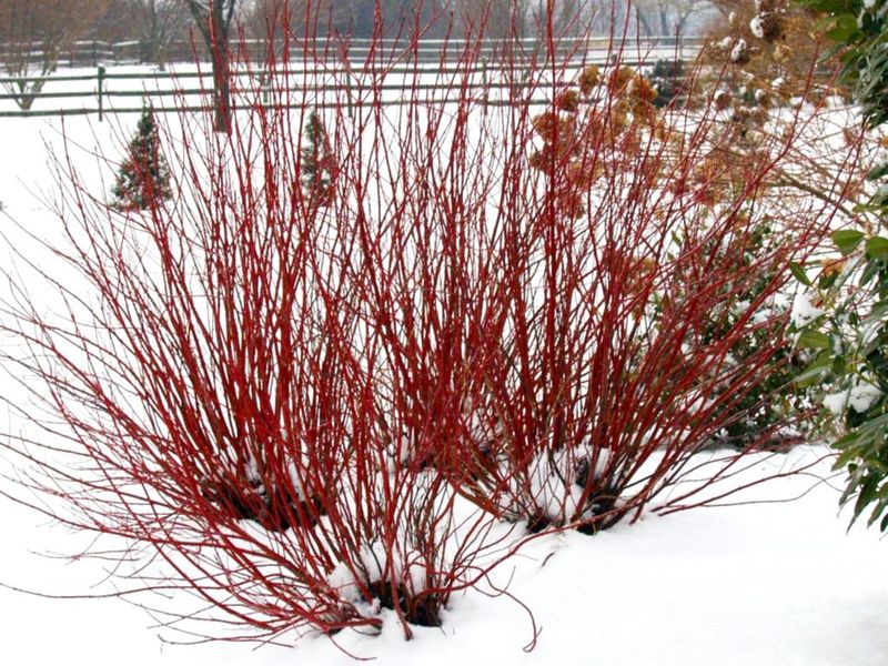 Redtwig Dogwood's Winter Appeal