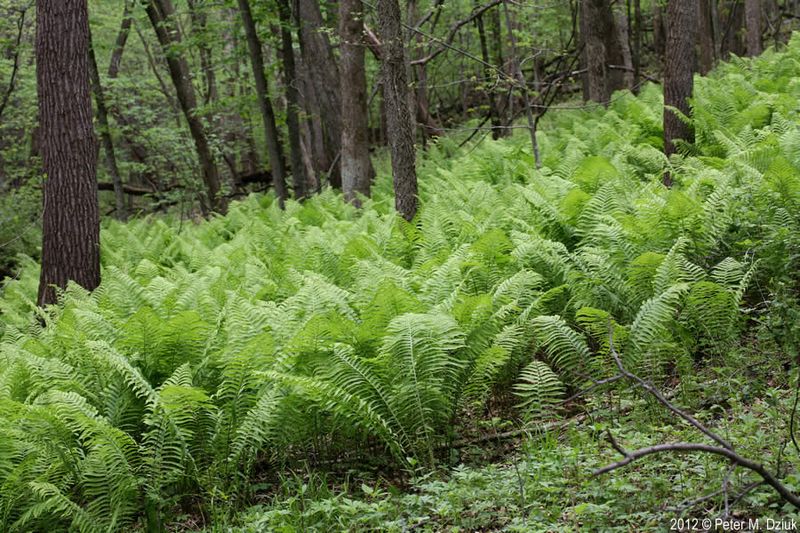Ostrich Fern