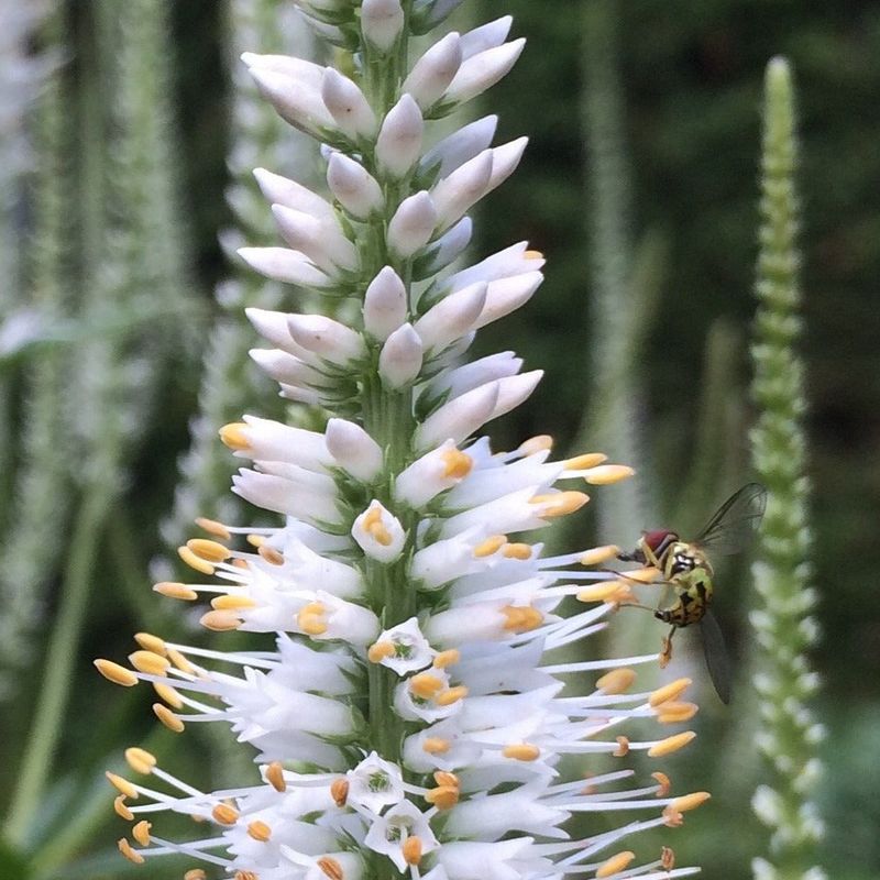 Culver's Root
