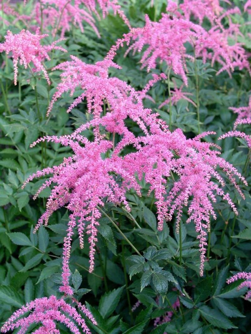 Astilbe