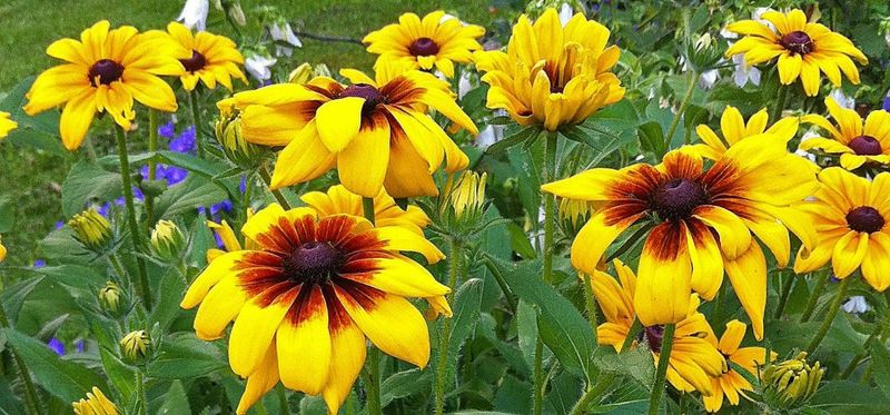 Rudbeckia