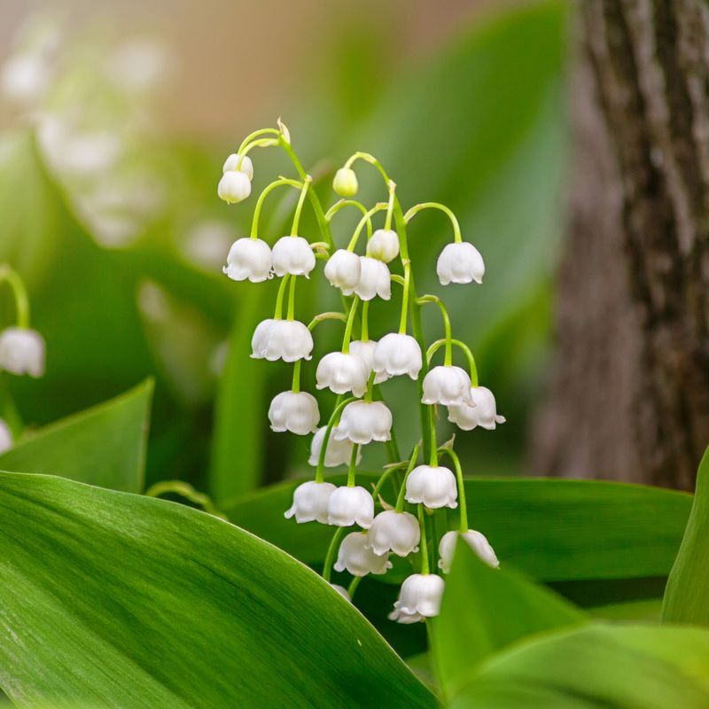 Lily of the Valley