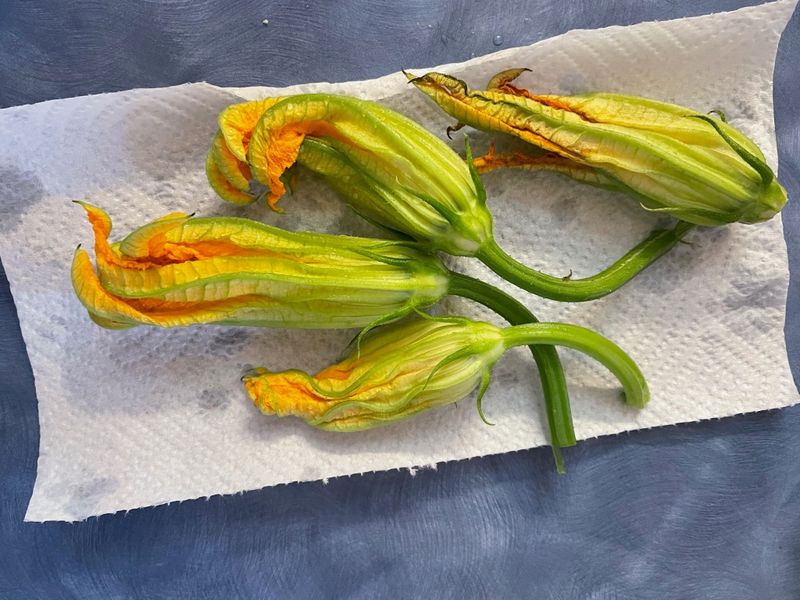Squash Blossoms (Cucurbita spp.)