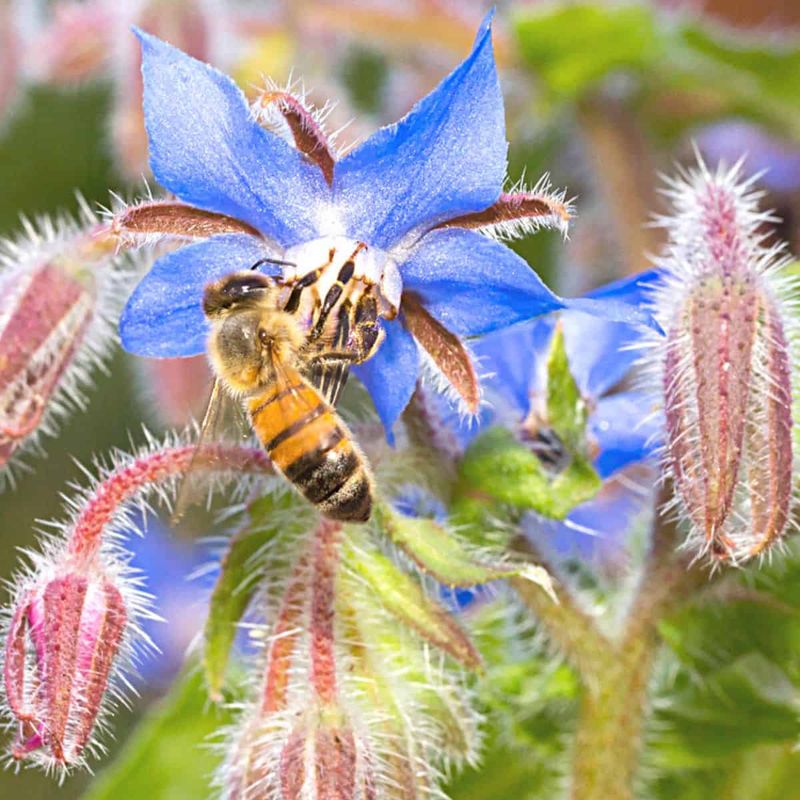 Borage (Borago officinalis)