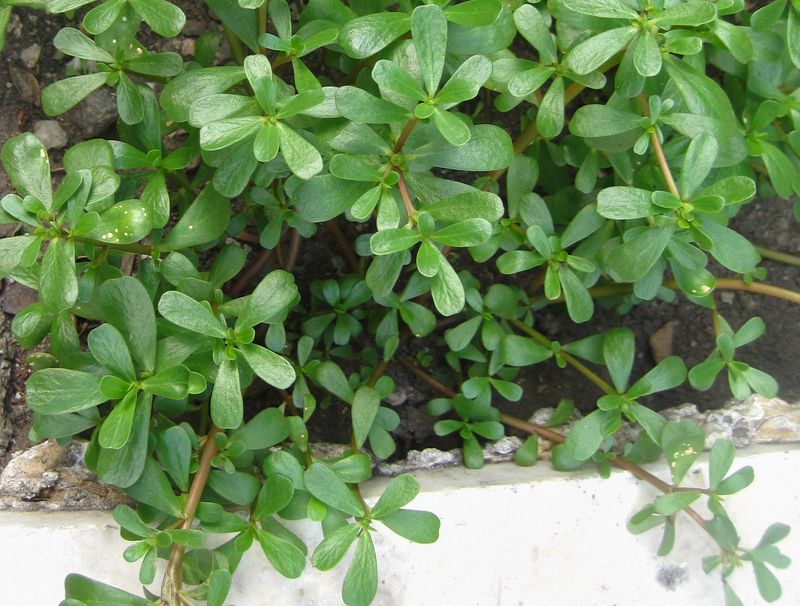 Purslane (Portulaca oleracea)