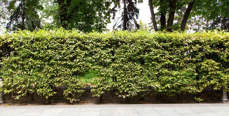 Hornbeam (Carpinus betulus)