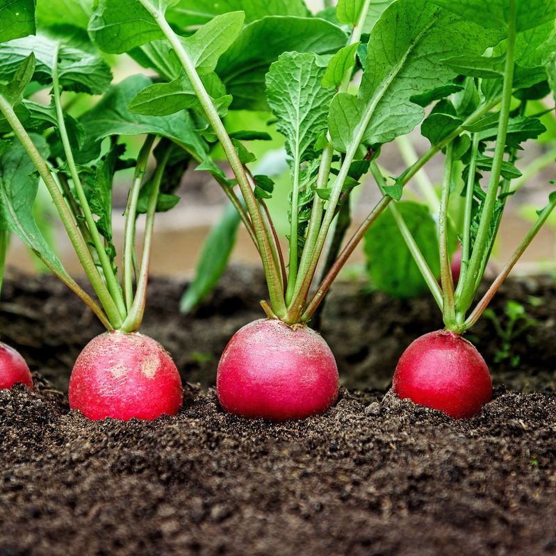 Radishes