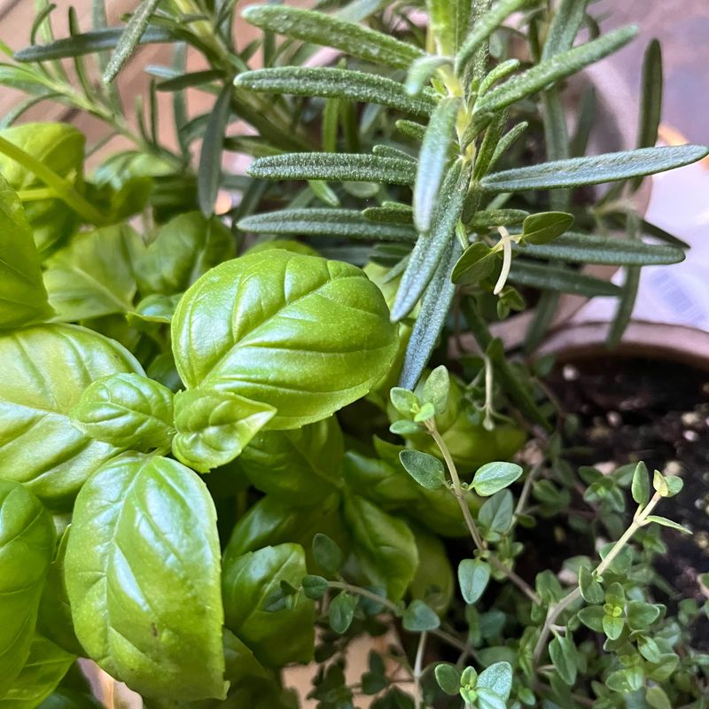Herbs (Basil, Thyme, Rosemary)