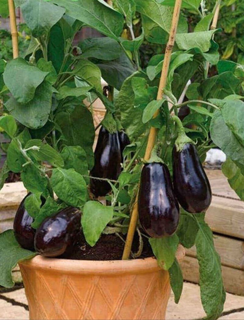 Eggplants