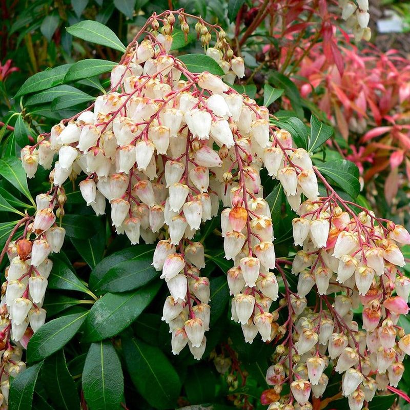Pieris