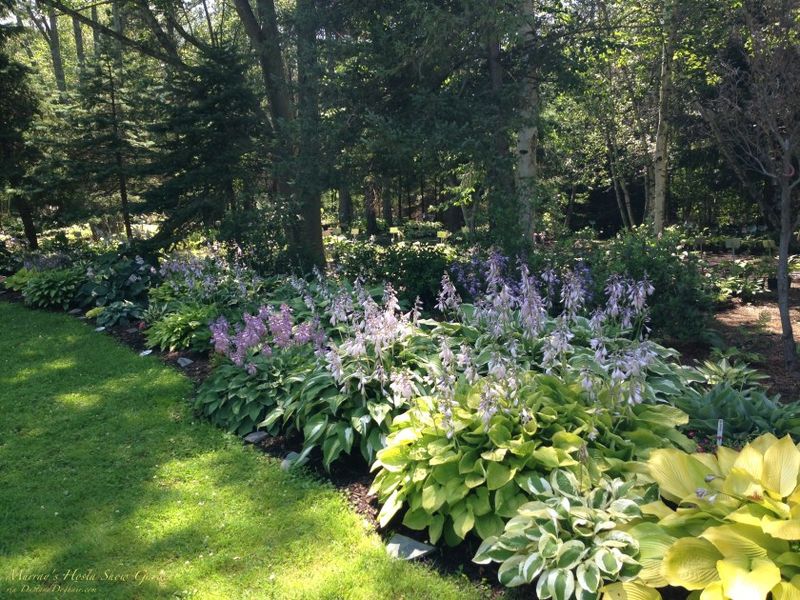 Hosta