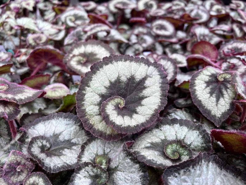 Begonia 'Escargot'