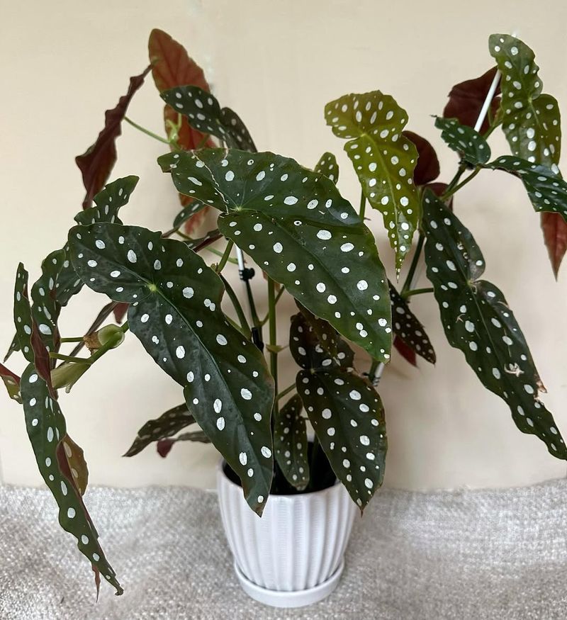 Begonia 'Polka Dot Princess'