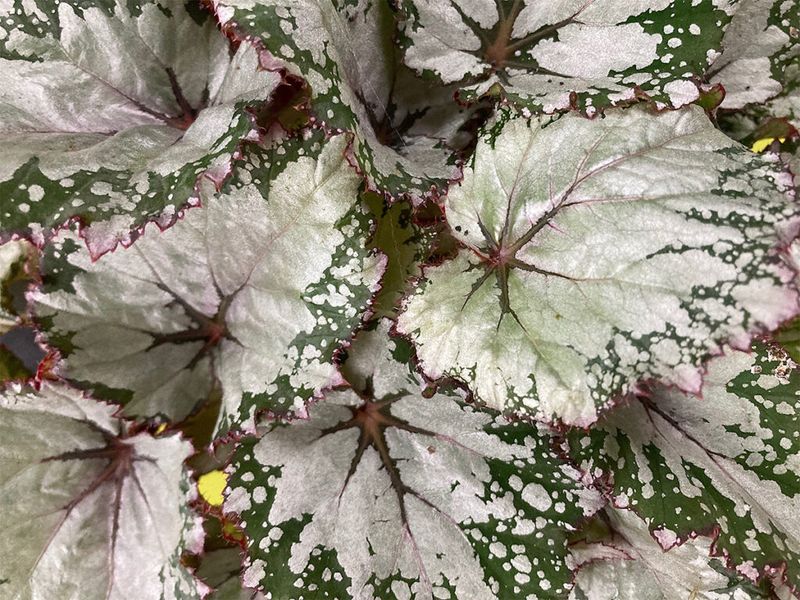 Begonia 'Silver Splash'