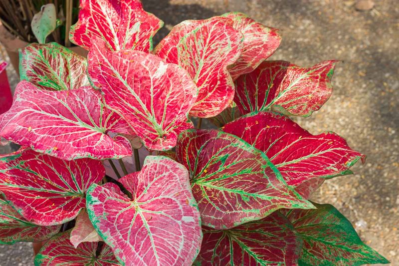 Caladium