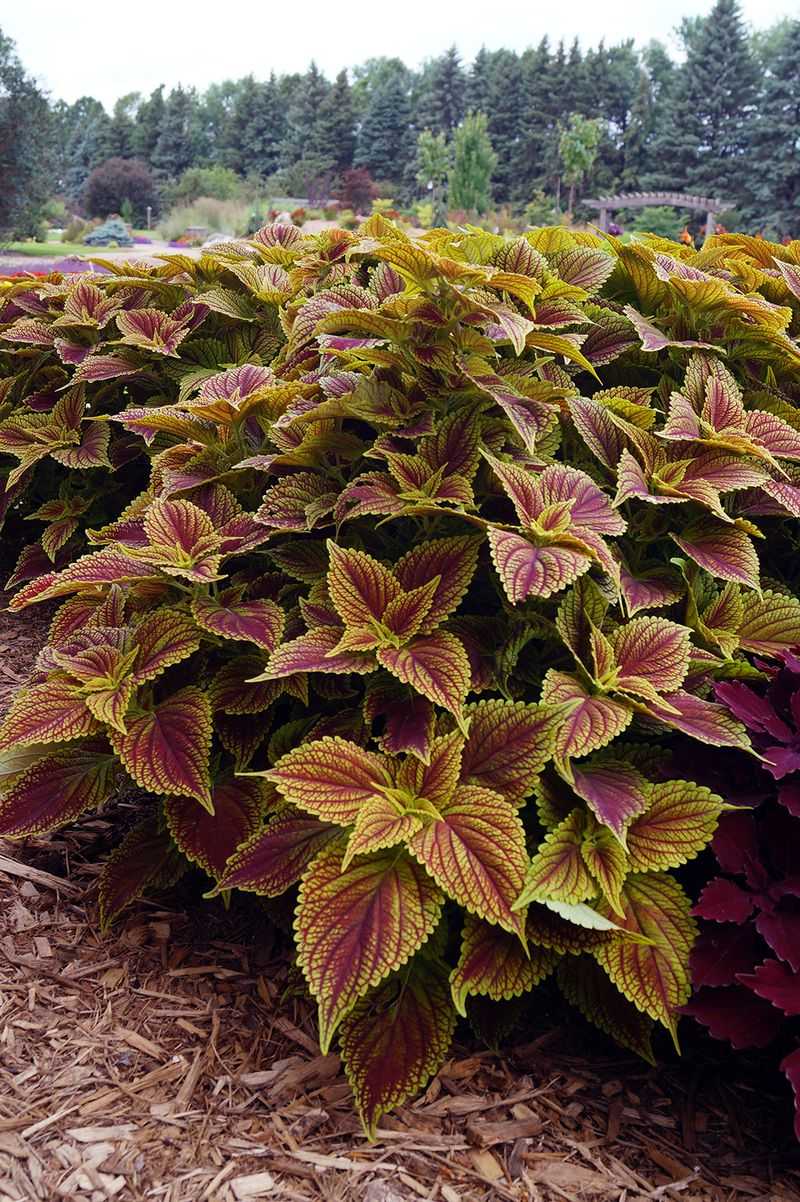 Coleus
