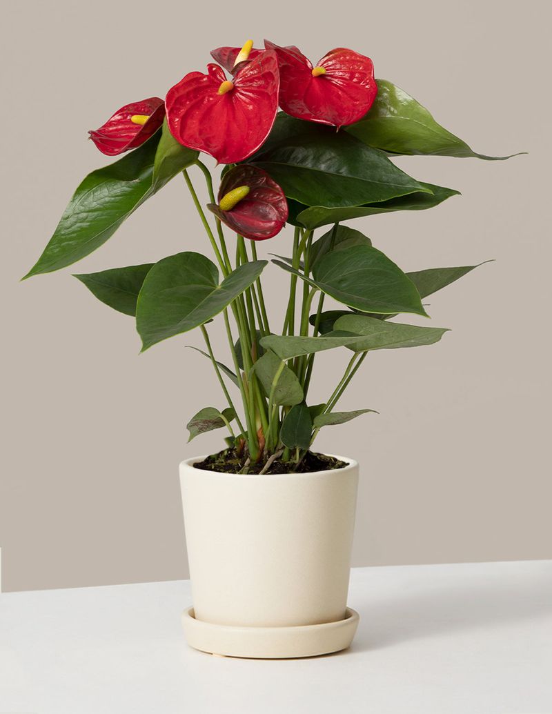 Anthurium