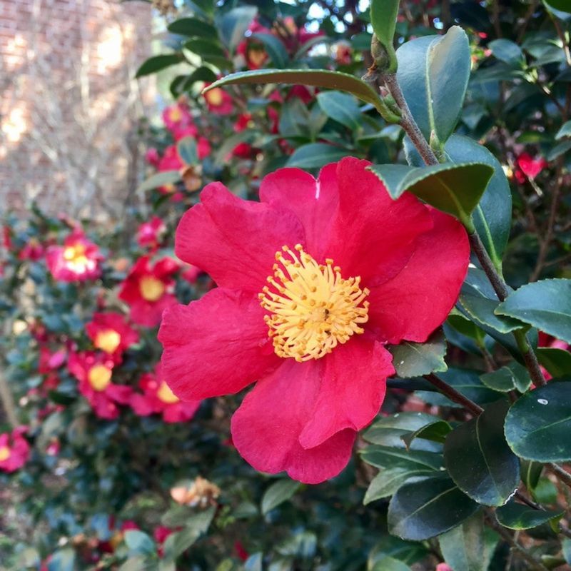 Camellia 'Yuletide'