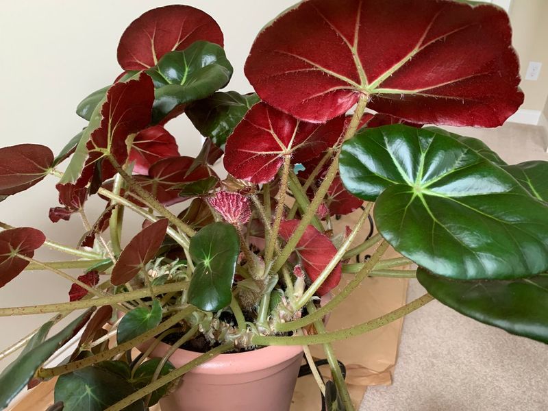 Begonia Erythrophylla