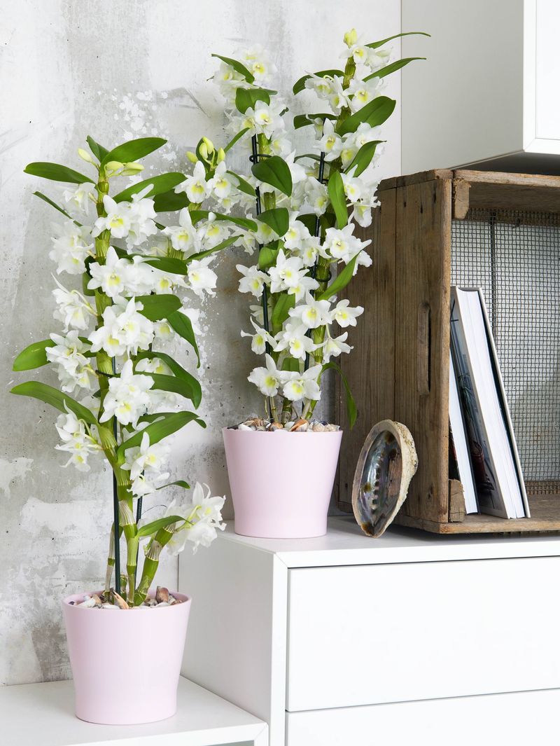 Dendrobium Orchid (White variety)