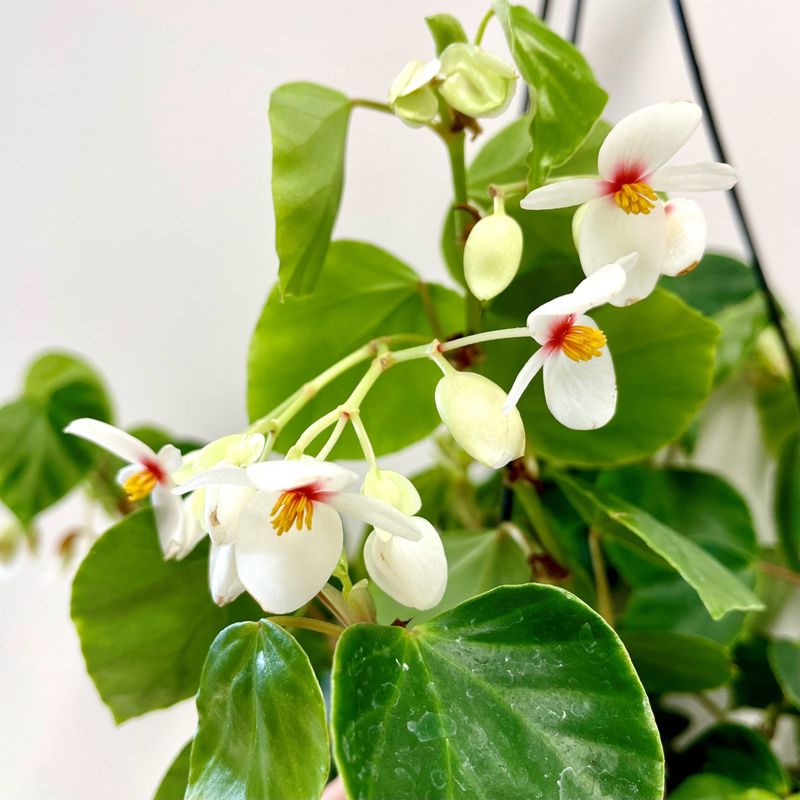 Begonia Solananthera