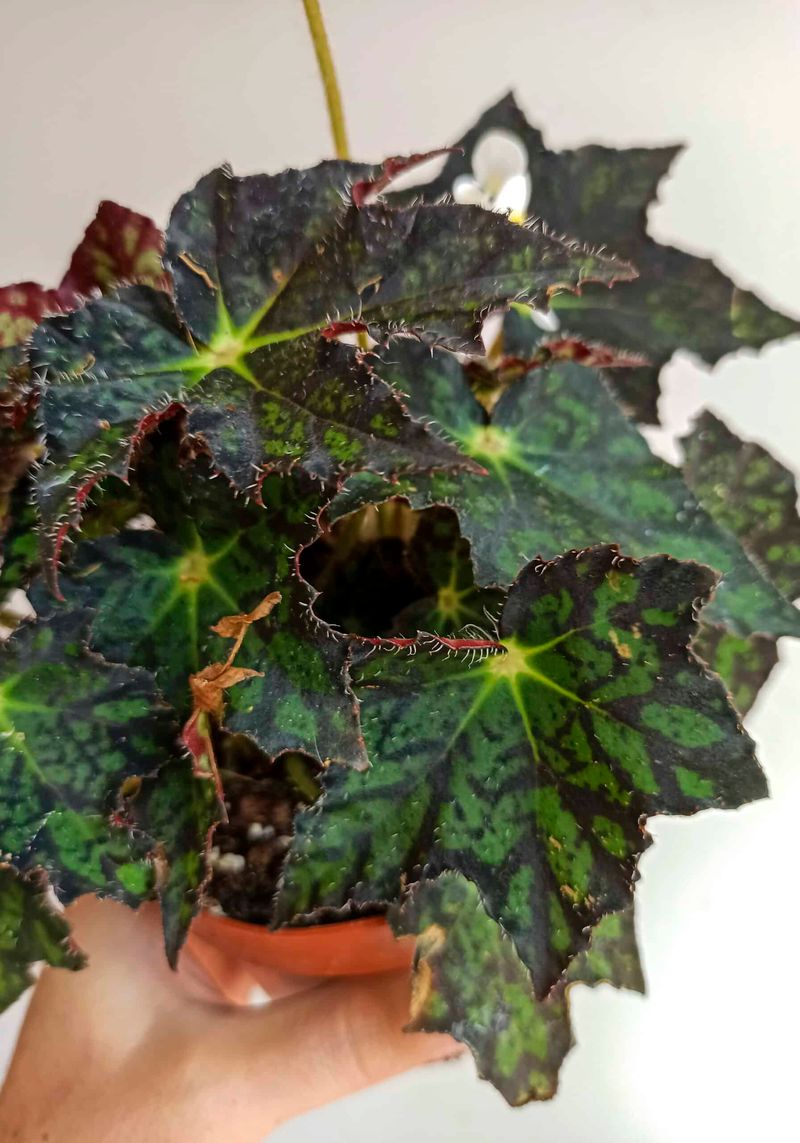 Begonia 'Cleopatra'