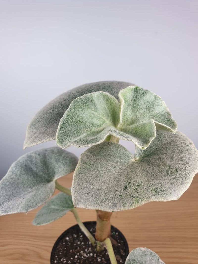 Begonia Venosa