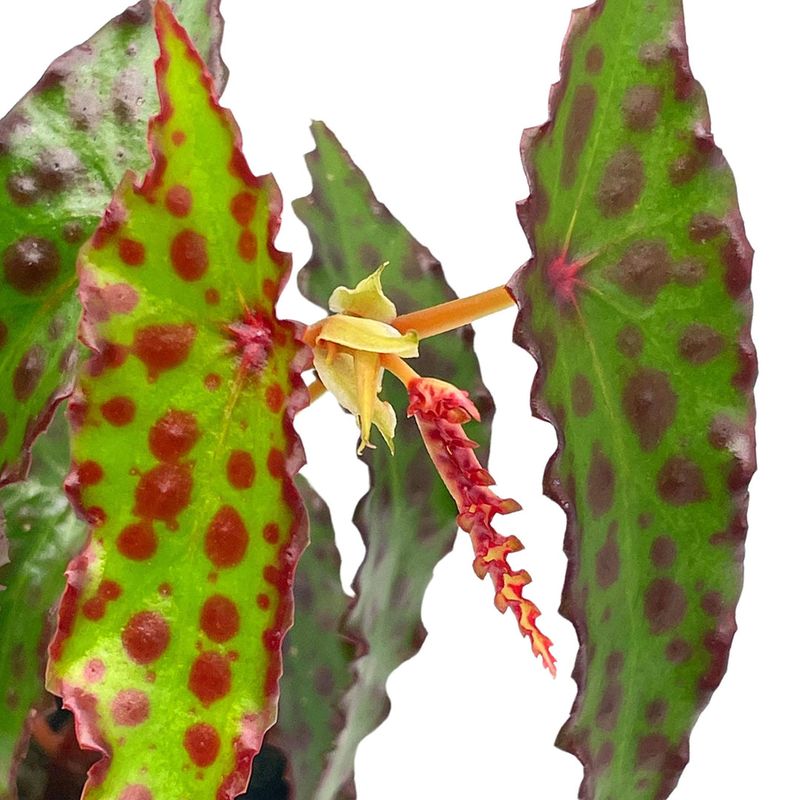 Begonia Amphioxus