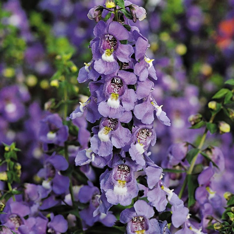 Angelonia